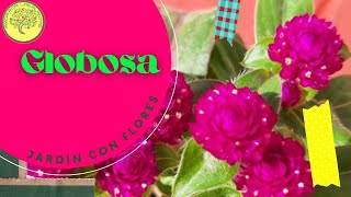 👉COMO SE GERMINA el amaranto globoso 🌷🌷 Gomphrena globosa [upl. by Azilef]