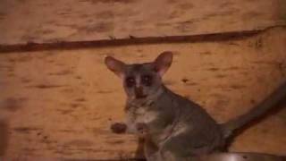 Senegal Bushbaby Galago senegalensis [upl. by Elimac937]