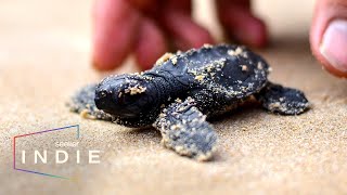 Short Film How to Help Sea Turtles Threatened By Extinction [upl. by Fanchan593]