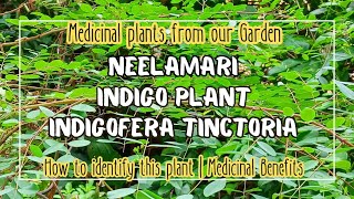 Neelamariനീലയമരി  The Indigo plant Indigofera Tinctoria  How to identify this plant [upl. by Ariayek]