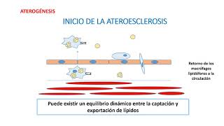 Seminario Aterogénesis Parte 2 [upl. by Wallraff345]