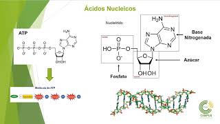 🧫COMPOSICIÓN QUÍMICA DE LA MATERIA VIVA Descubre los elementos esenciales para la vida  Biología [upl. by Hgiel]