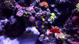 40 Breeder Borbonius Anthias Queen Angelfish Flame Angelfish Melanurus Wrasse  Wes Reef [upl. by Alix]