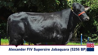 ALEXANDER FIV SUPERSIRE JABAQUARA 5256 BP  Touro Girolando 34 ABS [upl. by Pellikka]