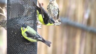 Lesser Goldfinch [upl. by Stander193]