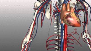 Veins of the body  PART 1  Anatomy Tutorial [upl. by Christian]