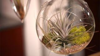 How to Make Air Plant Terrariums [upl. by Bekki619]