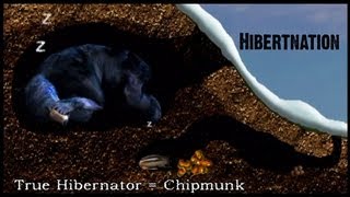 What does Hibernation mean to a Black Bear [upl. by Aekahs]