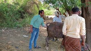 Pregnancy diagnosis  Buffalo  Manual rectal palpation [upl. by Grewitz]