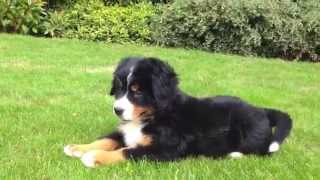 Berner Sennen pups te koop [upl. by Drarreg]