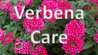 Verbena Care [upl. by Newton]