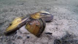 Clam burying itself Anodonta anatina Szczeżuja pospolita  zakopywanie się [upl. by Michell518]