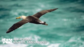 Fakta Unik Burung Albatross  Bisa Tidur Sambil Terbang [upl. by Fessuoy902]