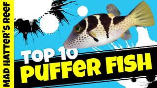 Top 10 Puffers for a Saltwater Aquarium [upl. by Aleehs]