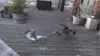 Pelican vs Seagull  Fish Battle [upl. by Jean-Claude]