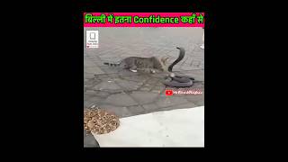 बिल्लीसांप🐍से क्यों जीत जाती है factsinhindi catsnake trending fighting shorts funnyvideo [upl. by Aihsatal]