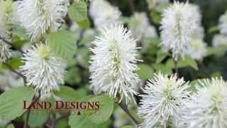 Fothergilla gardenii  Dwarf Fothergilla Flowering Shrub  Trumbull CT Landscape Designer [upl. by Brody]