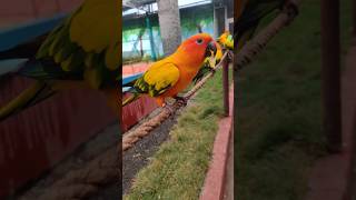 Sun conure 🐦 amp Green cheeked parakeet [upl. by Wilek495]