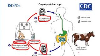 Emerging problems of Zoonotic Parasitic Diseases [upl. by Eisdnyl910]