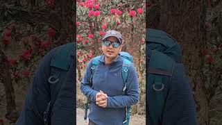 Buransh uttrakhand travel buransh youtubeshorts shortsvideo [upl. by Brnaba]