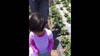 2015 Oxnard strawberry picking2 [upl. by Ilecara]