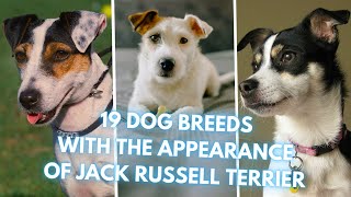 19 Dog Breeds That Look Like Jack Russell Terriers [upl. by Anayrb332]