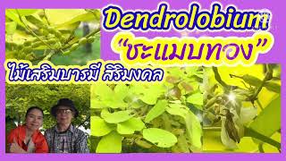 Dendrolobium “ทองนพเก้า”“ชะแมบทอง”ไม้ีเสริมสิริมงคล เสริมบารมี [upl. by Llehcear]