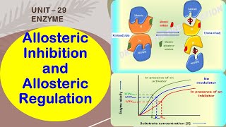 Allosteric Enzymes  Allosteric Inhibition amp Allosteric Regulation  Feedback Inhibition  Enzyme 29 [upl. by Arly]