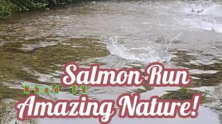 Salmon Run salmonrun nature fishing livestream [upl. by Nhepets]