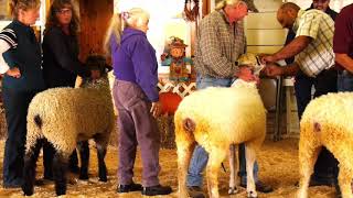 Fryeburg Fair Sheep [upl. by Sly]