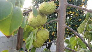 Cherimoya Elegant 3rd Year Dr White Cherimoya Tree Bearing Exquisite Fruit in Santa Ana So Cal [upl. by Hackathorn]