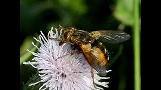 Sluipvlieg Tachina fera nectar drinkend op akkerdistel [upl. by Lawtun852]