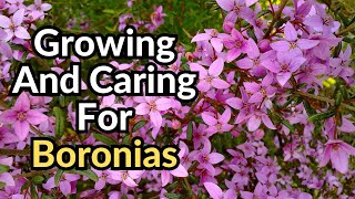 Growing and Caring for Boronias  Tips for Beautiful Boronias Australian shrubs [upl. by Ainatnas574]