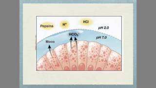 Fisiología de la secreción gástrica [upl. by Nodababus]