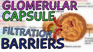 The Glomerular Capsule  Glomerulus  Filtration Barriers  Podocytes  Fenestrae [upl. by Lillis50]