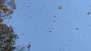 Monarch Butterfly Migration  Sanctuary in Michoacan Mexico [upl. by Heffron]