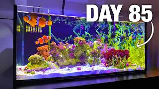 I Transformed my Nano Reef Tank [upl. by Ranzini]