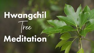 Absorb the Natural Healing Energy of Hwangchil Trees  Virtual Forest Walk [upl. by Edgell]