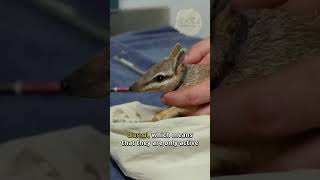 Numbat 🦨 The Rarest Animals on Earth shorts [upl. by Gomer902]