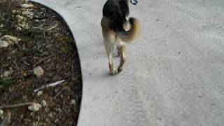 Rear Gait  German Shepherd Dog  Degenerative myelopathy or fibrotic myopathy diagnosis [upl. by Sparkie]