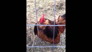 Mean banty rooster [upl. by Russi]