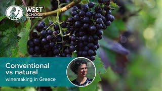 Conventional vs natural winemaking in Greece [upl. by Edythe92]