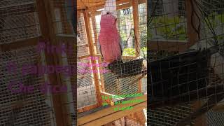 Il mio pappagallo parlante parrots pappagalli birds animols [upl. by Animrac943]