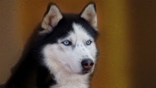 DOGS PETS Siberian Husky Breed the Historyhusky seld dogs PART 1 HUSKY SIBERIANO [upl. by Thedrick]