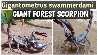 Gigantometrus swammerdamiGiant Forest Scorpion🦂vaigamtb4bs [upl. by Vitale]