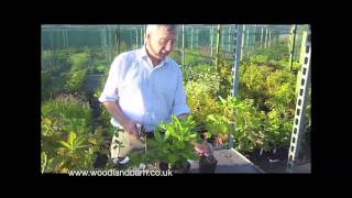 How To Prune Rhododendrons amp Azaleas [upl. by Morvin]