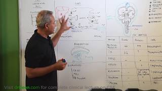 Cerebrospinal Fluid CSF Review [upl. by Annaihr61]