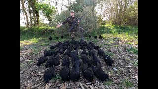 Chasse aux corvidés sur parcelles envahies [upl. by Cleveland]