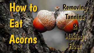 How to Eat Acorns Removing Tannins and Making Flour [upl. by Aicissej513]