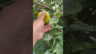 Persimmon Fuyu variety jaikisanhp youtube shortvideo [upl. by Montana13]